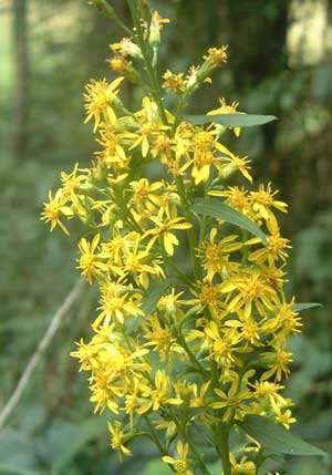 Goldrute (Solidago virgaurea) Goldrute